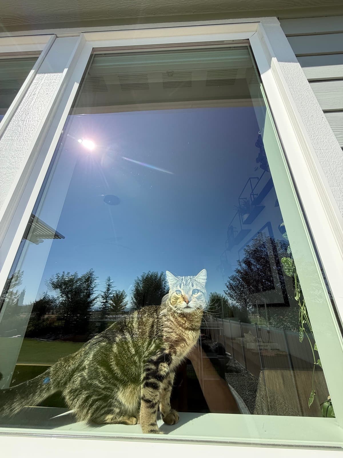 A cat sitting in a freshly cleaned, streak-free window